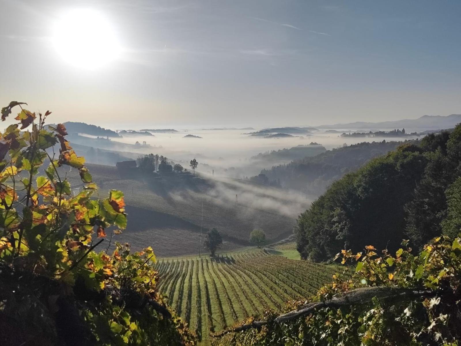 Weingut Fellner Panzió Leutschach Kültér fotó