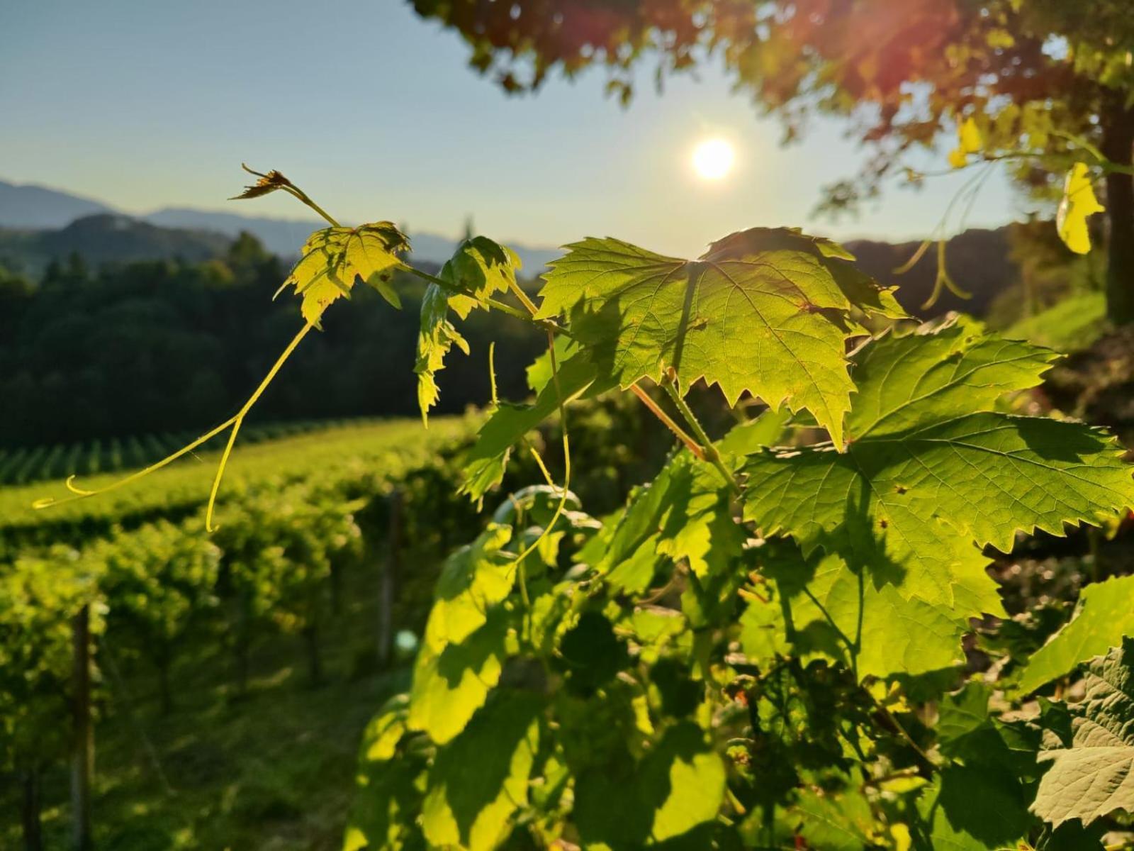 Weingut Fellner Panzió Leutschach Kültér fotó