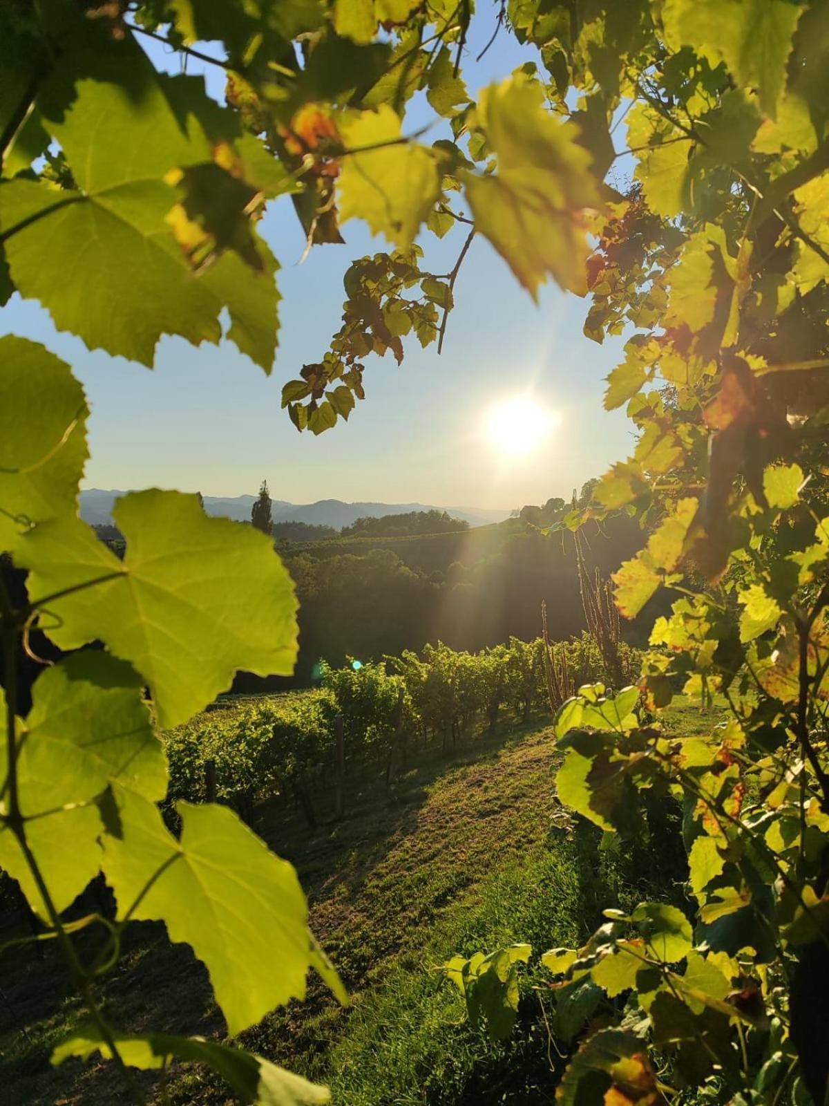 Weingut Fellner Panzió Leutschach Kültér fotó